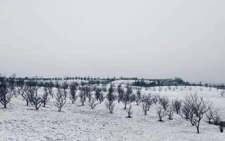 西安下雪，西安又下雪了美如水墨画（西安下雪陕西的雪景有多美）