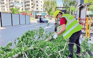 西安的标志树是什么？西安法国梧桐树的来历？「西安的标志树是什么」