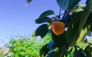 西安民宿餐饮集合体验店——酒铺驿栈