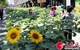 西安景观休闲座椅施工单位2、西安哪里给汽车坐垫包真皮「西安3000余株向日葵“花海”绽放」