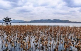 西湖赏鸟正当时，最后一个月，西湖这份美