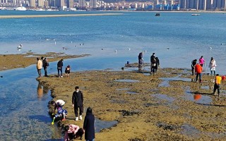 海草石是什么石头「西安哪里有海泡石」