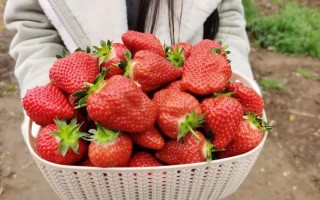 西安人能实现草莓自由吗？价格暴跌？