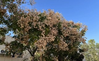 一雨深秋，西安的斑斓画卷——西安秋景分享旅游放松