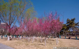 周末「踏春指南」！西安这30个周边踏春赏花的攻略