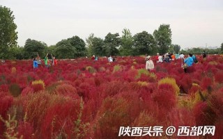 视频｜西安未央宫遗址公园：地肤草