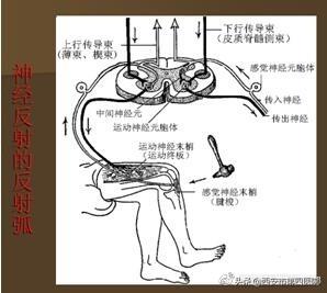 西安足浴指压按摩(足部反射区按摩)  第11张