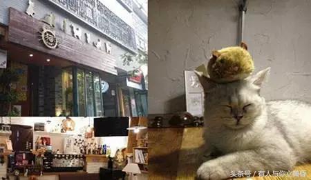 西安猫足浴按摩店(西安那些有猫咪的咖啡馆)  第13张