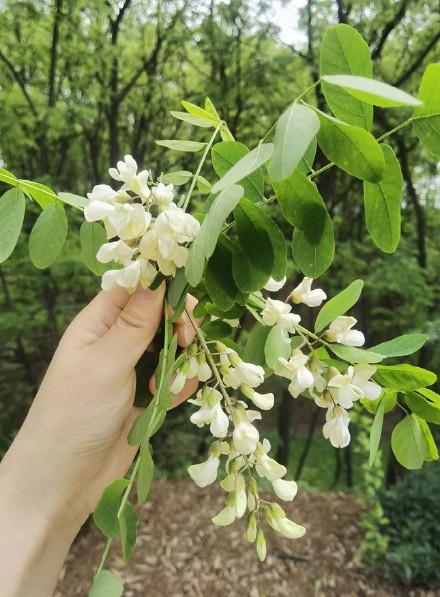 西安三官村足浴按摩店(西安蓝田第六届槐花节开幕)  第1张