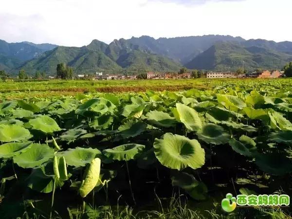 适合朋友圈芒种节气祝福语收获快乐，种下平安吉祥，  第5张