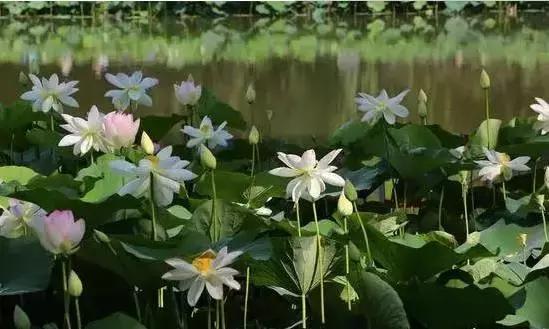 适合朋友圈芒种节气祝福语收获快乐，种下平安吉祥，  第13张