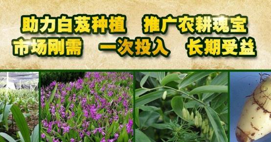 西安三资职业技术学院白芨种植前景分析  第3张