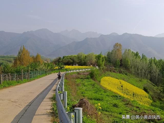 西安秦岭脚下小山村，赏腊梅花淡淡的腊梅花淡淡的清香  第4张