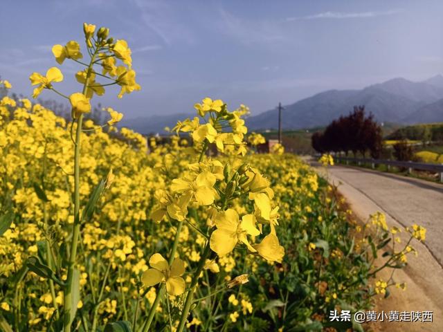 西安秦岭脚下小山村，赏腊梅花淡淡的腊梅花淡淡的清香  第6张