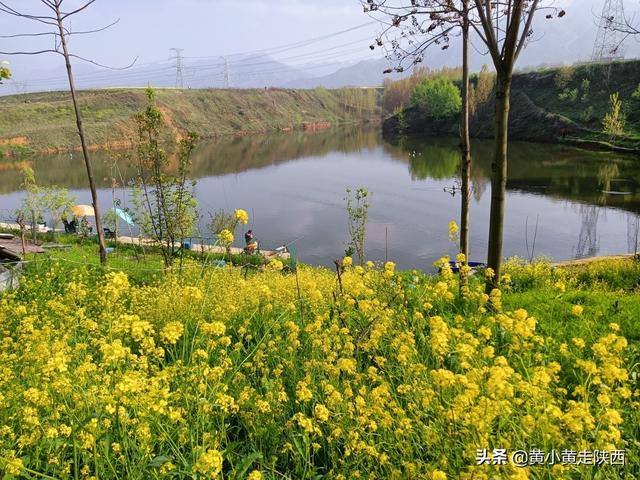 西安秦岭脚下小山村，赏腊梅花淡淡的腊梅花淡淡的清香  第10张