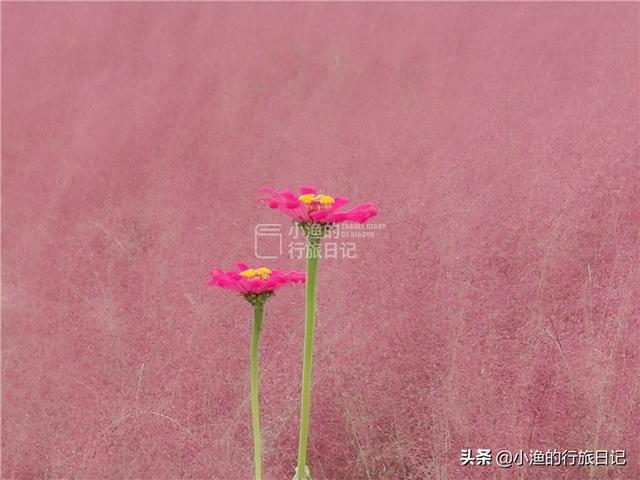 西安这条网红花海、主题乐园、主题乐园、民俗小镇全都有  第5张