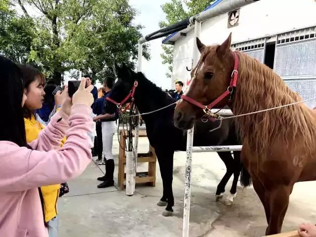 西安新城区」30家中马术基地陕西关中马术基地探营  第22张