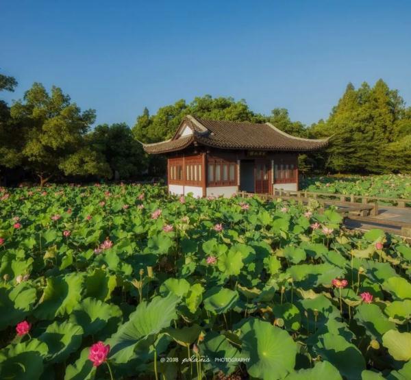 西湖赏鸟正当时，最后一个月，西湖这份美  第2张