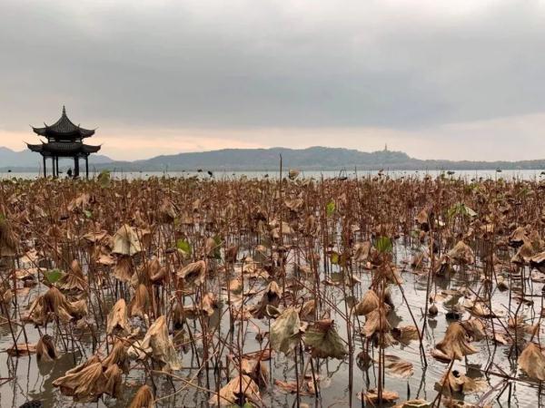 西湖赏鸟正当时，最后一个月，西湖这份美  第8张