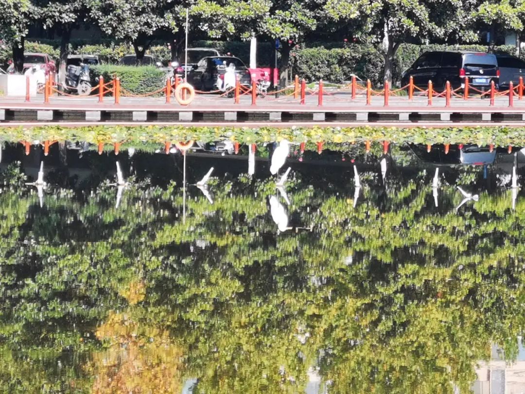 西安市区有一处免费休闲湿地公园，快带上你的女朋友打卡吧-第10张图片