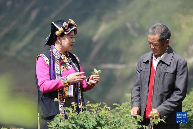 郁金香原产荷兰花卉市场的40％~50％~  第3张