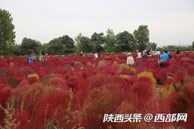 视频｜西安未央宫遗址公园：地肤草  第1张