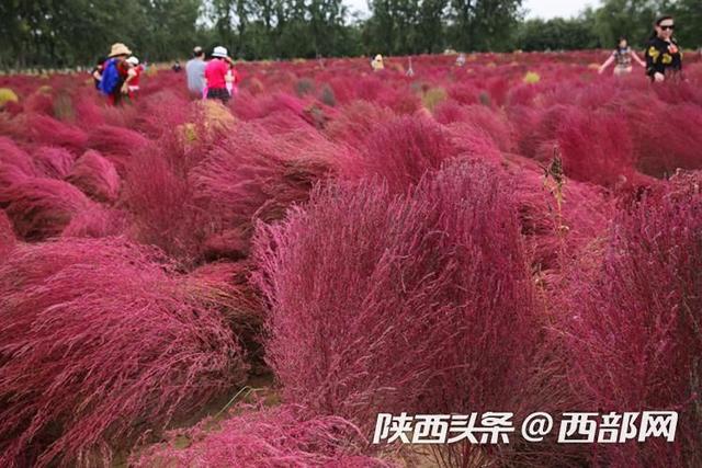 视频｜西安未央宫遗址公园：地肤草  第2张