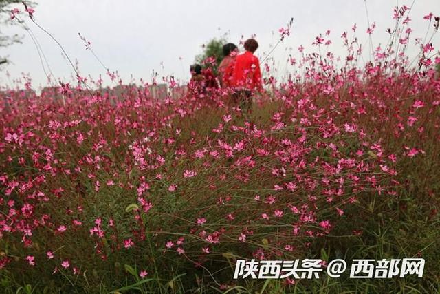 视频｜西安未央宫遗址公园：地肤草  第4张