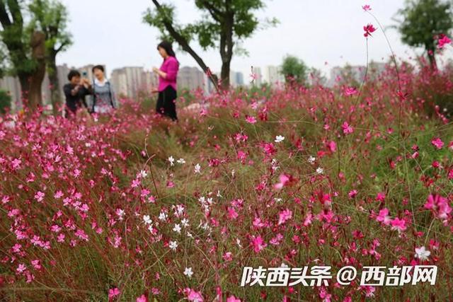 视频｜西安未央宫遗址公园：地肤草  第5张