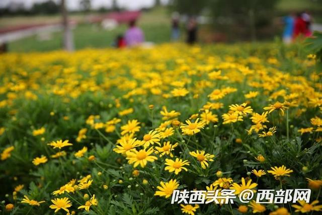 视频｜西安未央宫遗址公园：地肤草  第7张