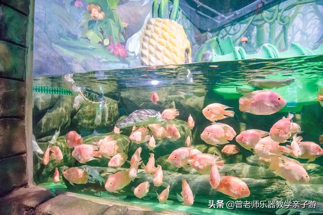 西安室内娱乐海洋馆，西安旅游攻略  第11张