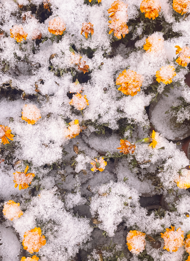 西安这波降雪下多久？温度最低-5℃！雨、雪、吹风、降温齐上阵！-第4张图片