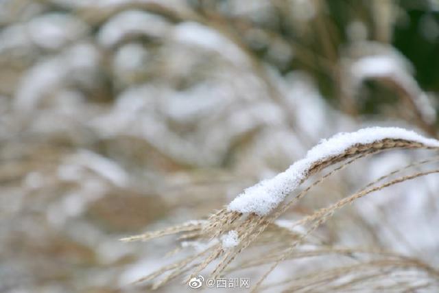 西安下雪，西安又下雪了美如水墨画（西安下雪陕西的雪景有多美）  第2张