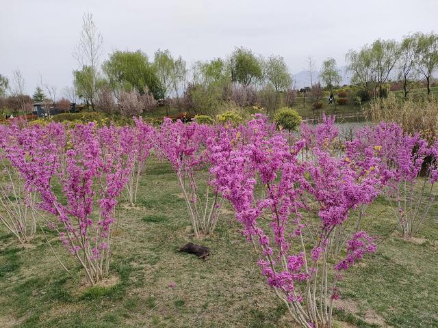 西安休闲娱乐胜地(西安沣河梁家滩运动公园)  第20张