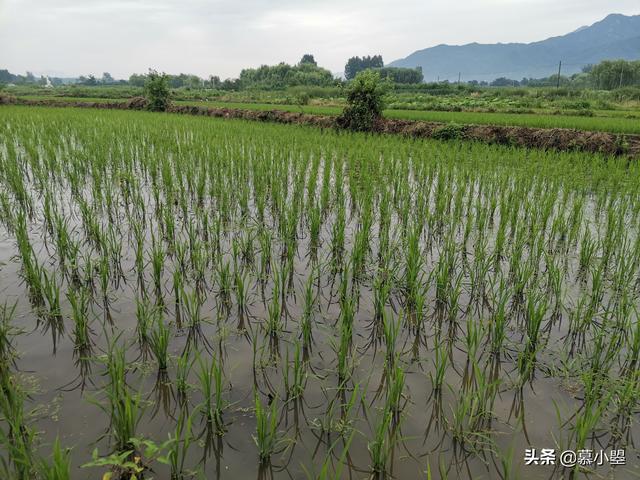 西安长安区的王莽村，从西安前往只需要1小时  第4张