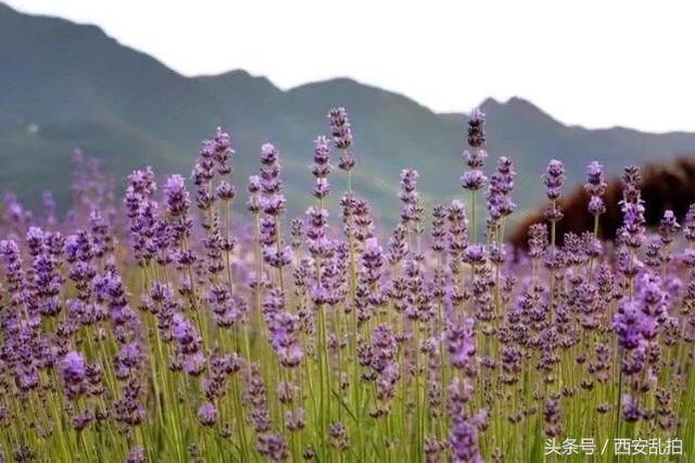 西安周边休闲山庄（村）有没有西安度假山庄（村）的「有没有西安度假山庄（村）的？」  第4张