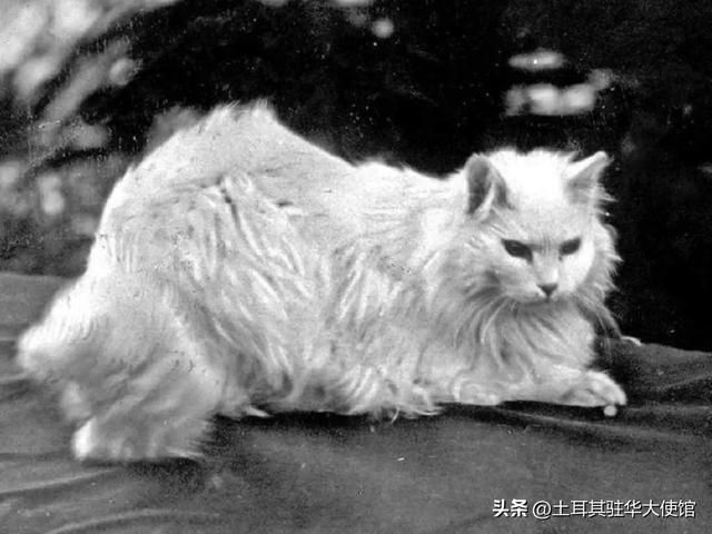 时文目录一览，伊斯坦布尔的猫咪数量「伊斯坦布尔的城市生活」  第5张