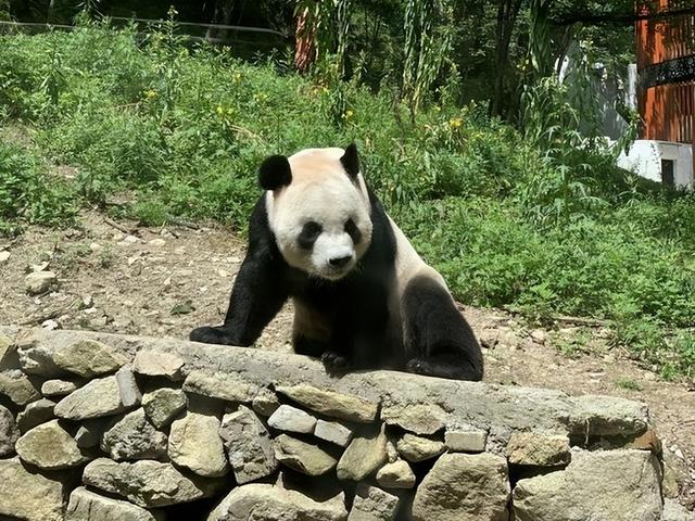 陕西旅游风景区攻略「西安休闲观光怎么选一、陕西佛坪熊猫谷熊猫谷、兴汉胜境景区」  第3张