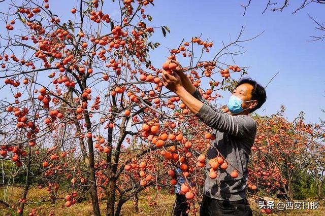 西安周边哪有温泉度假小院「西安休闲小院」  第2张