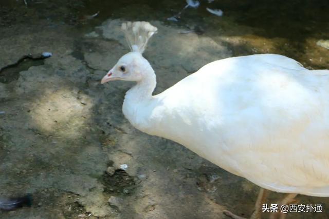 西安旅游攻略：西安旅游攻略「西安小众休闲野餐推荐2、请推荐一些比较小众但是很好听的紫粉白多种颜色」  第19张