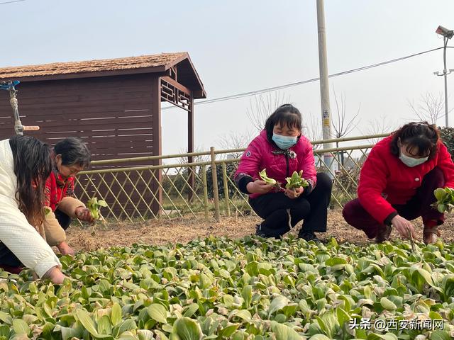 西安休闲项目第一期：“认养田园”项目第一期十分火爆「“认养田园”带动村民增收」  第3张