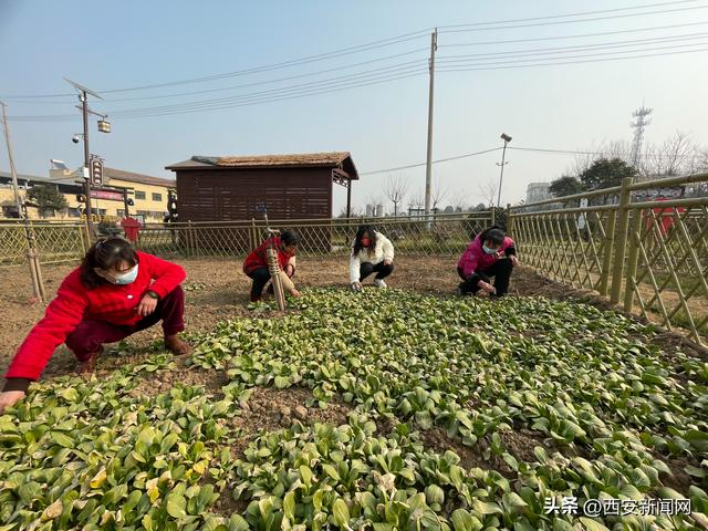 西安休闲项目第一期：“认养田园”项目第一期十分火爆「“认养田园”带动村民增收」  第2张