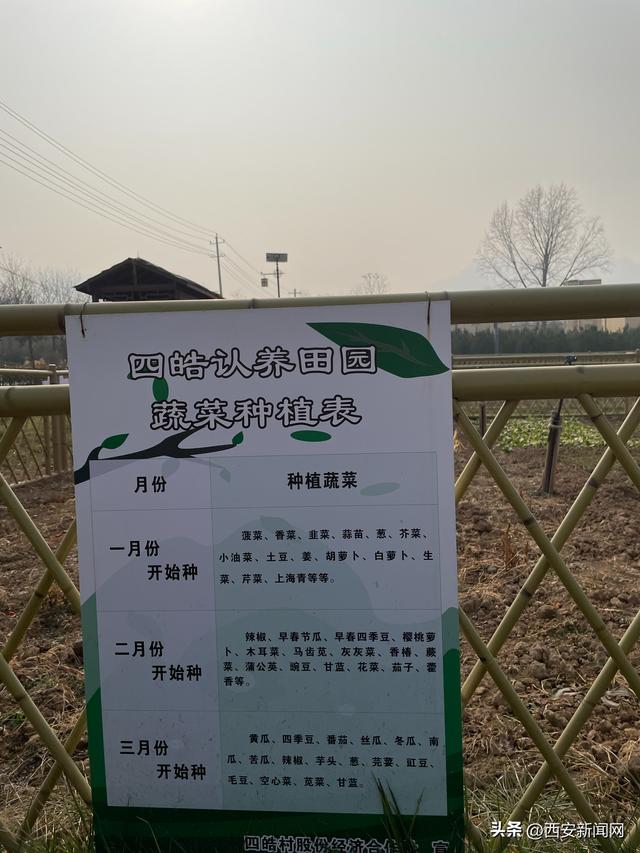 西安休闲项目第一期：“认养田园”项目第一期十分火爆「“认养田园”带动村民增收」  第4张