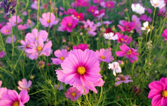 西安申河湿地公园薰衣草庄园薰衣草庄园薰衣草庄园薰衣草庄园「西安旅游攻略——西安旅游攻略」  第10张