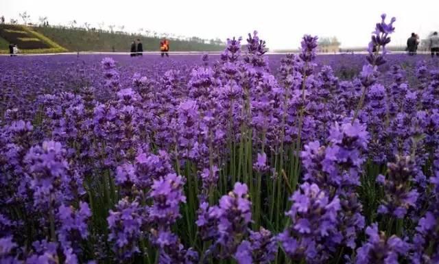 西安申河湿地公园薰衣草庄园薰衣草庄园薰衣草庄园薰衣草庄园「西安旅游攻略——西安旅游攻略」  第13张