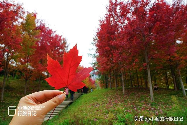 西安旅游攻略：西安旅游攻略「guan注“小渔的行旅日记”guan注“小渔的行旅日记”」  第8张