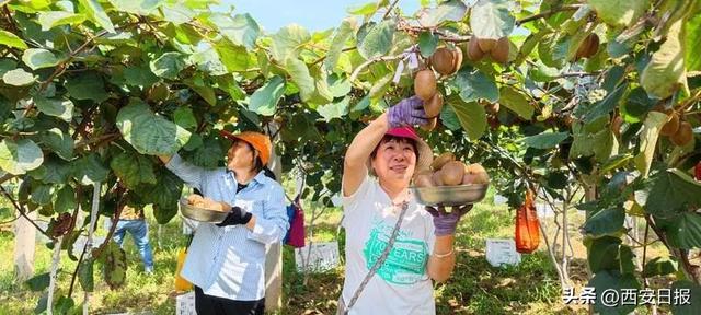 西安休闲民宿小院预售2、西安民宿排行榜前十名（首席记者王健）「西安乡村振兴：乡村振兴激发乡村振兴新动能」  第1张