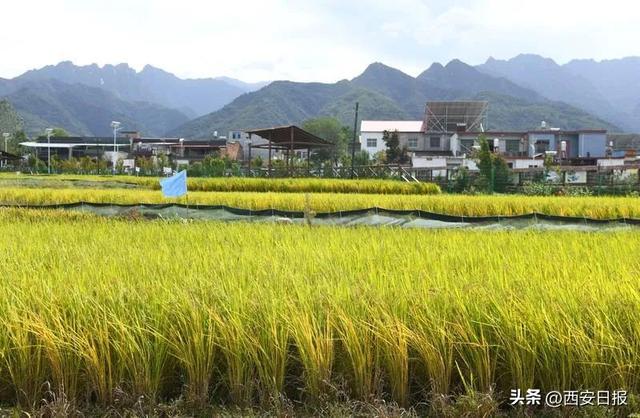 西安休闲民宿小院预售2、西安民宿排行榜前十名（首席记者王健）「西安乡村振兴：乡村振兴激发乡村振兴新动能」  第11张