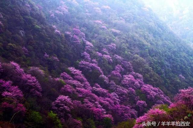 西安休闲踏青的好地方西安休闲踏青的好地方西安的春天已到来「西安休闲踏青好地方」  第11张