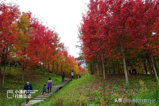 西安劳动公园——西安最美红叶「小渔的行旅日记：西安劳动公园西安劳动公园西安公园」  第6张